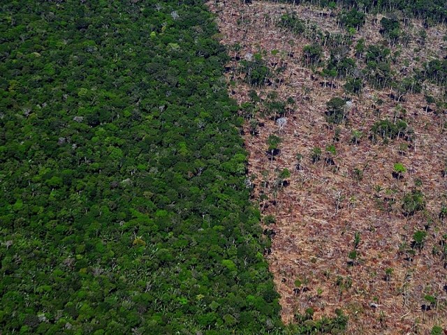 Fundo Amaznia: o que falta para o desmatamento comear a cair no Brasil?