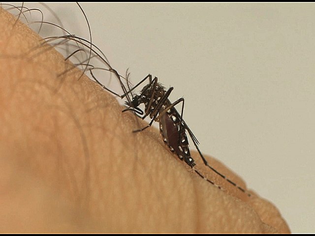 Com mais de mil bitos no pas em 2022, dengue exige cuidados na preveno
