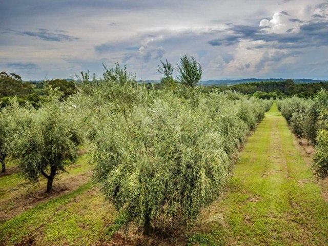 Estiagem ainda no prejudica expectativa de alta na produo de olivais