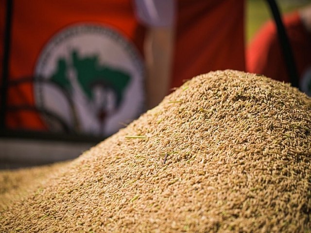 Arroz orgnico, sementes crioulas, bioinsumos: agroecologia inicia 2023 com fora no RS