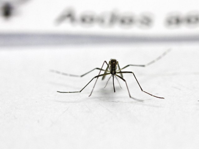 RS confirma primeira morte por dengue em 2023