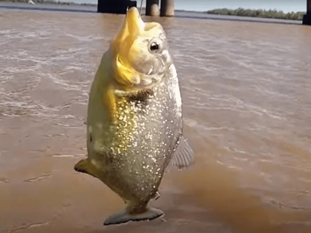 Piranhas pescadas em Porto Alegre causam alerta de desequilbrio ambiental e acidentes