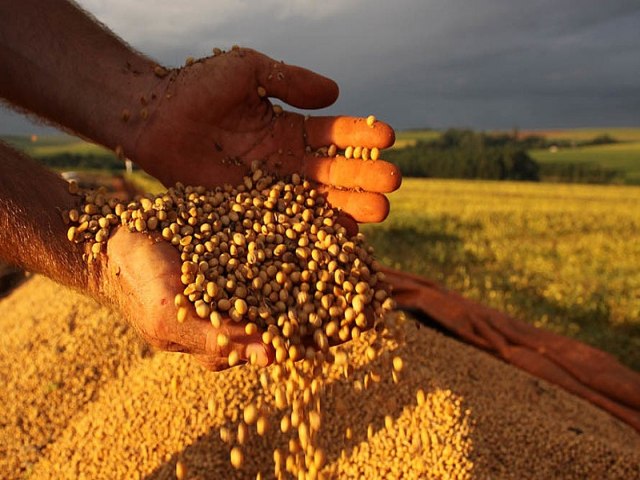 Brasil pode ter recorde na safra de gros, mas rea plantada de feijo e arroz diminuiu