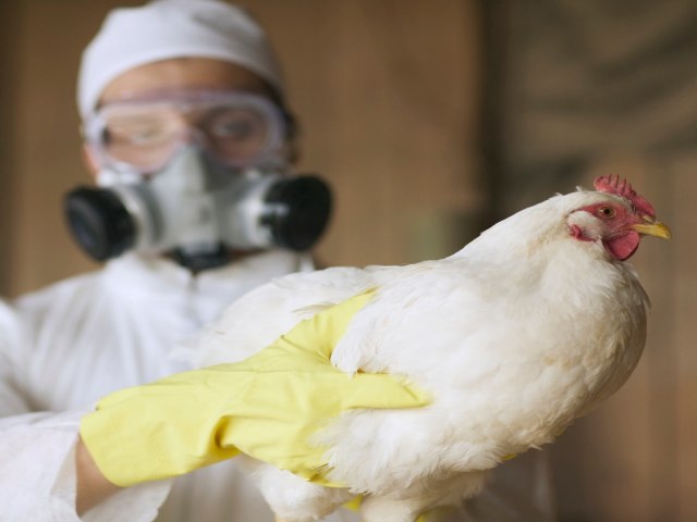 Agricultura confirma estado de emergncia zoossanitria por gripe aviria