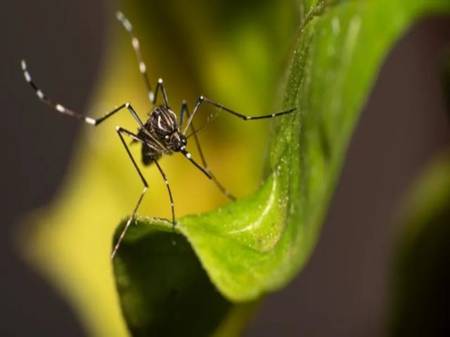 RS confirma mais duas mortes por dengue, total chega a 46