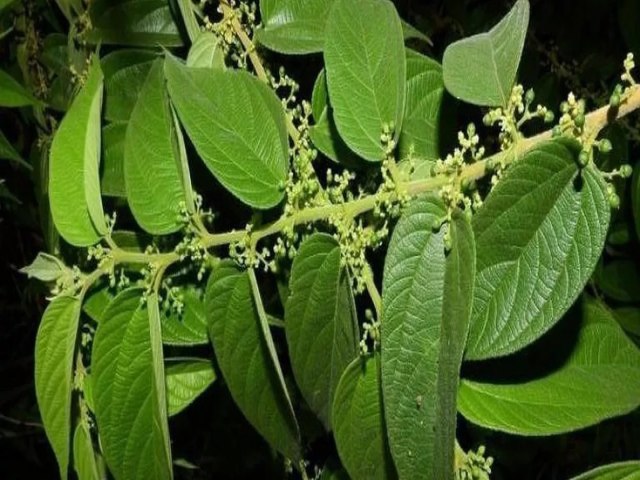 Componente medicinal de Cannabis  encontrado em planta comum no Brasil, mostra pesquisa