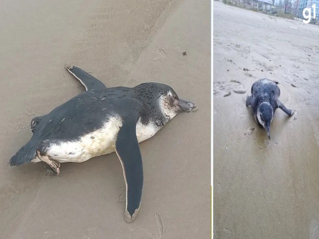Pinguins em rota migratria so resgatados em Capo da Canoa