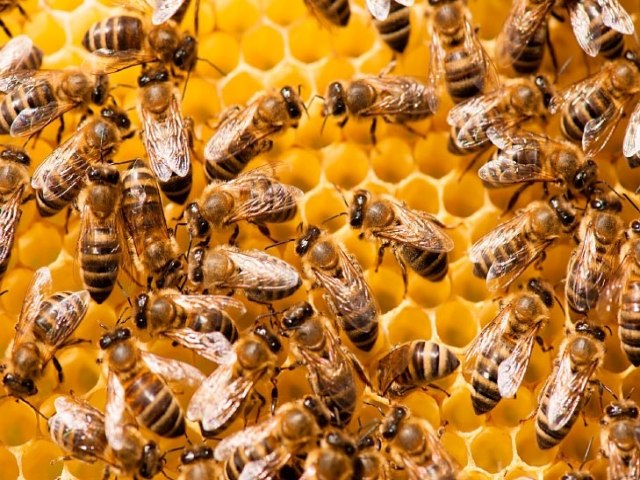 Idoso morre aps ser atacado por abelhas no RS