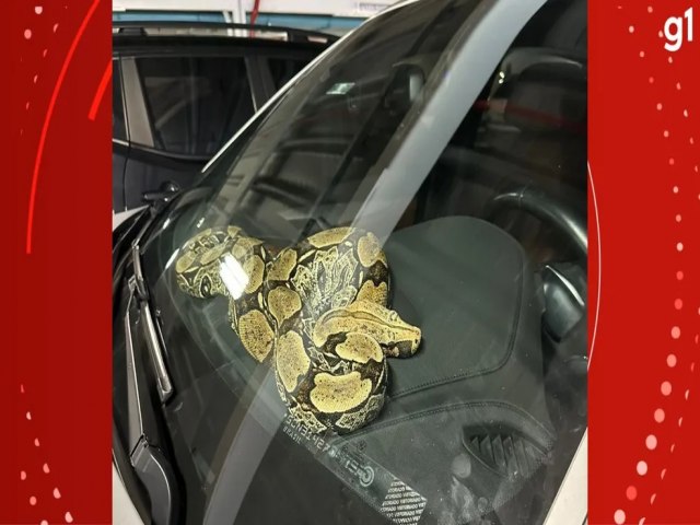 Cobra  filmada dentro de carro em estacionamento no RS