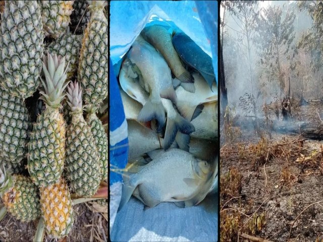 'Cozinhou a plantao': seca no Norte leva a perda de lavouras, e calor mata milhares de peixes