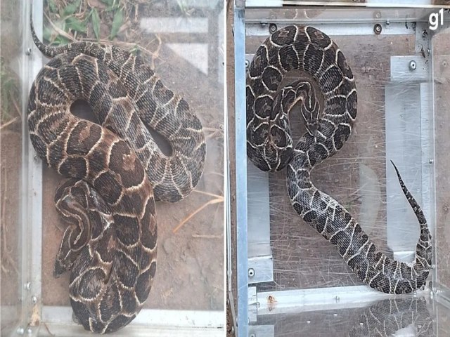 Cobra de 1,1 metro  capturada em ptio de casa em So Leopoldo