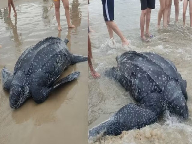Tartaruga-de-couro  encontrada morta em praia do Litoral Norte do RS