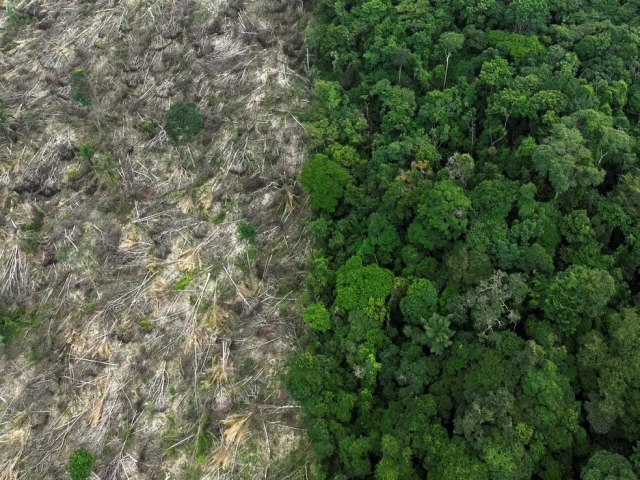 rea sob alerta de desmatamento na Amaznia cai pela metade e sobe 43% no Cerrado em 2023, aponta Inpe