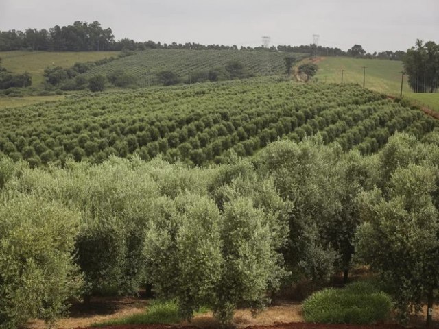 Com excesso de chuva, produo das oliveiras deve ser menor em 2024