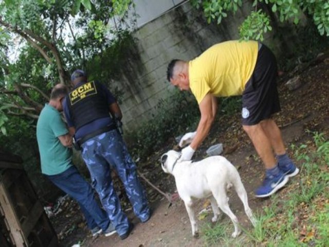 Cachorro vtima de maus-tratos  resgatado em So Leopoldo