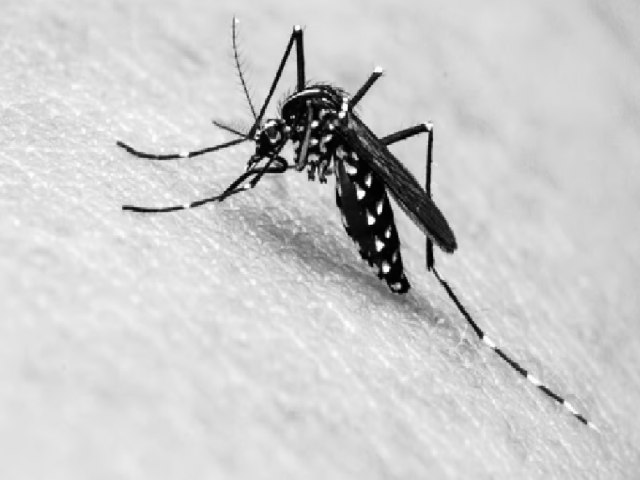 Dengue volta a ser uma grande preocupao no Brasil