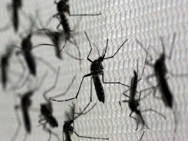 Primeira morte por dengue em 2024 no RS  confirmada; paciente  uma mulher de 71 anos