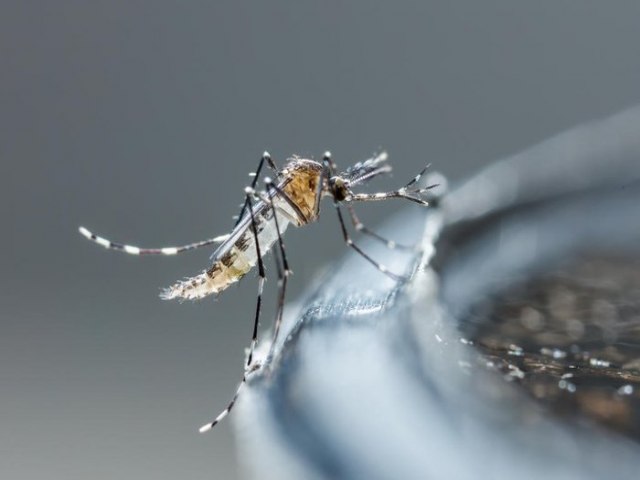 Circulao de mais de um tipo de dengue preocupa especialistas e pode gerar casos mais graves da doena