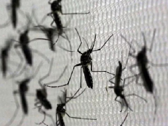 RS confirma 4 morte por dengue em 2024; vtima  de Tenente Portela