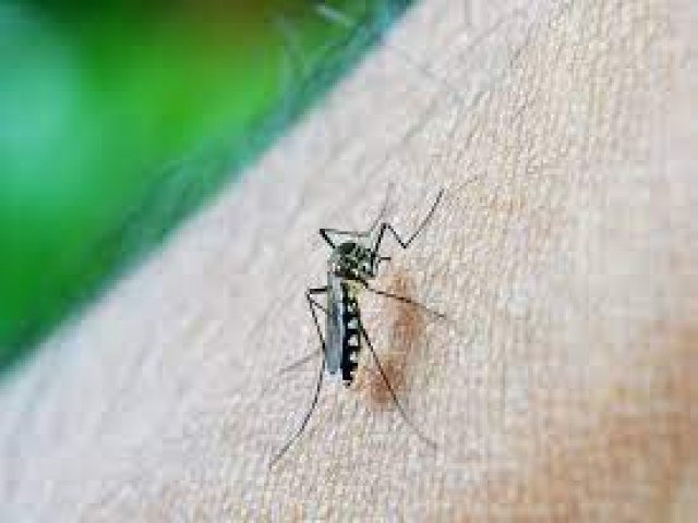 Indgena grvida  a 4 vtima da dengue em Tenente Portela