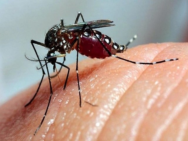 Com 50 mil casos e 11 mortes, mais um estado entra em estado de emergncia contra dengue