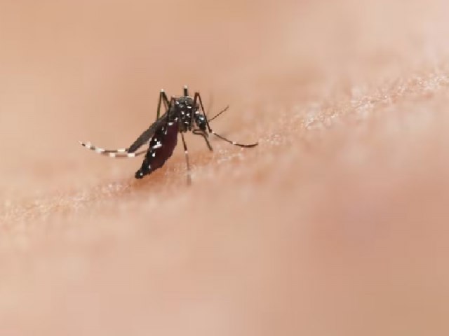 RS confirma 25 morte causada por dengue em 2024; vtima era indgena e residia em Redentora