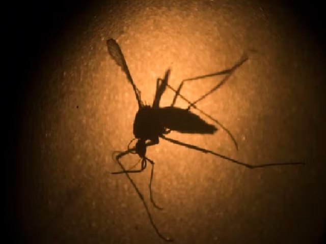 Brasil supera a marca de 2 milhes de casos de dengue em 2024 e registra 682 mortes