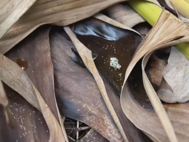 Mosquito-plvora: conhea inseto que transmite vrus e preocupa moradores do litoral do Rio Grande do Sul