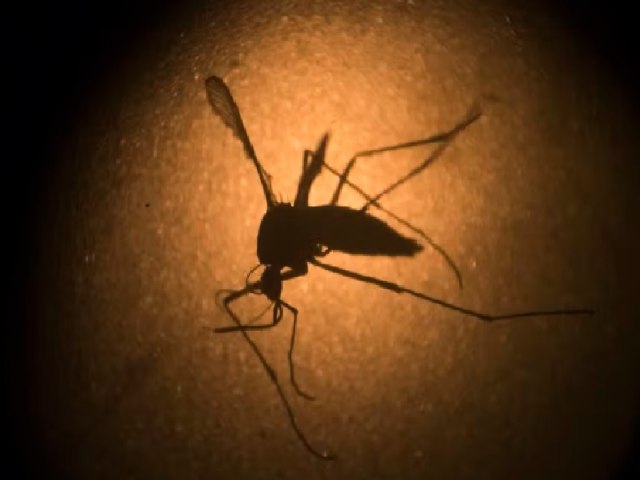 Brasil bate recorde histrico de mortes por dengue