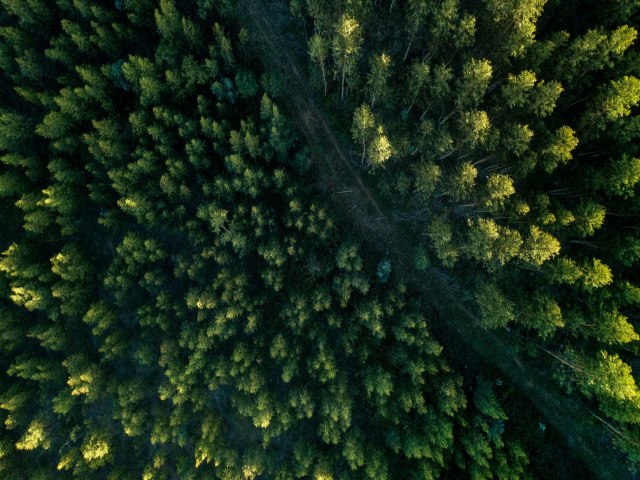 Desmatamento cai 62% na Amaznia e 12% em todo o Brasil, aponta MapBiomas