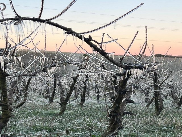 Agricultor usa tcnica que congela frutas para no perder safra em dias de geada