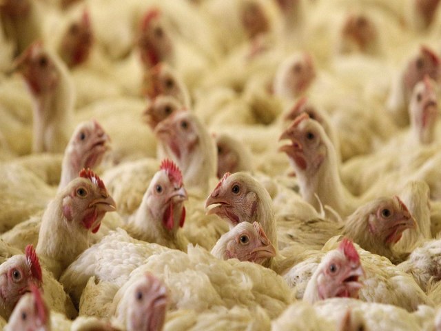 Ministrio da Agricultura confirma foco de doena de Newcastle em frango no RS