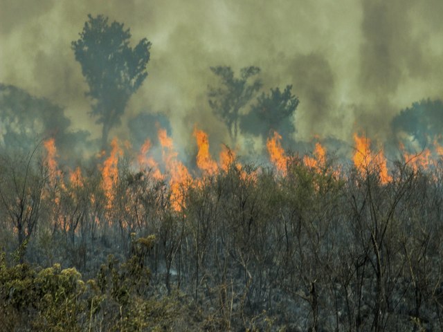 Amaznia vive recorde de incndios em duas dcadas; brigadistas se preparam para seca extrema