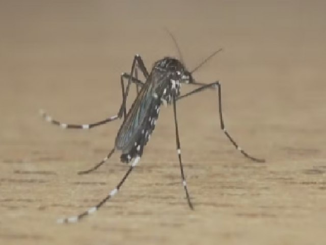 Mortes por dengue em 2024 j so o dobro dos ltimos nove anos no RS