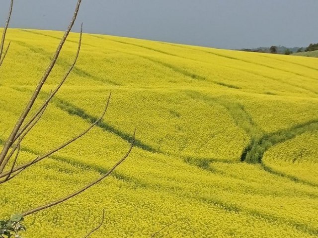 O que deve fazer a produo de canola dobrar neste ano no RS