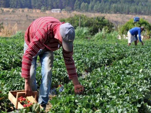 Governo federal abre crdito de R$ 2 bilhes para agricultores gachos afetados por enchentes