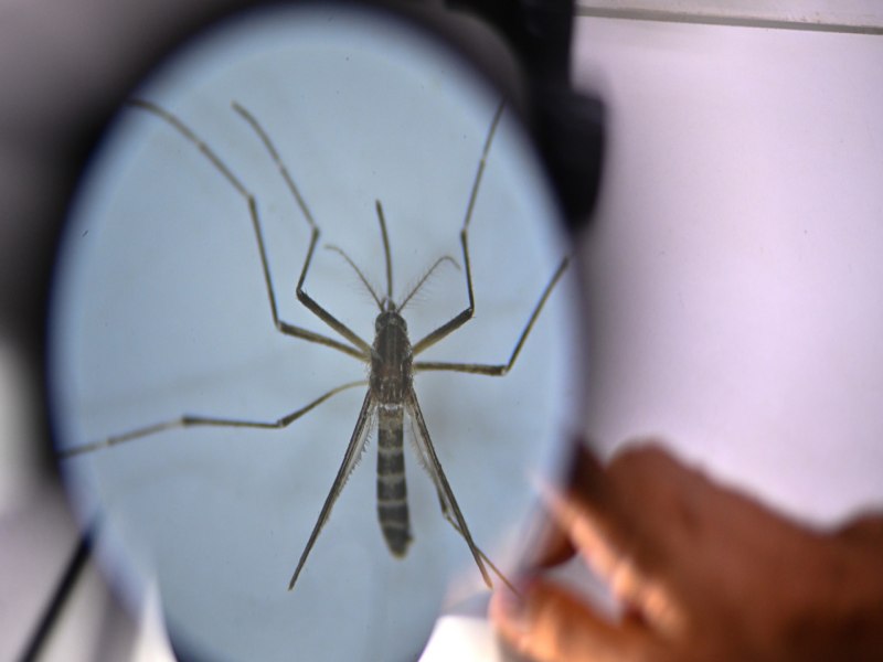 Brasil ultrapassa 6,5 milhes de casos provveis de dengue este ano