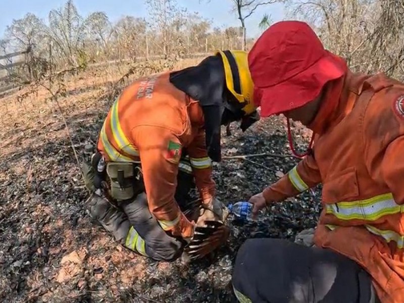 Bombeiros gachos resgatam animais silvestres de queimadas no Pantanal