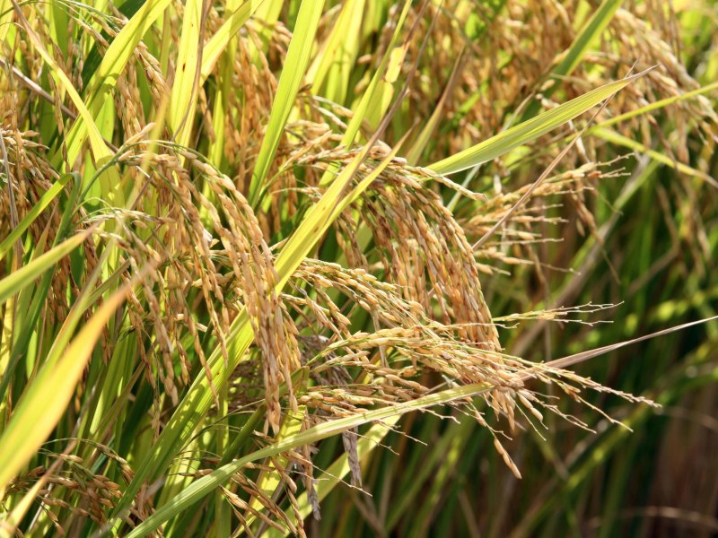 Safra 2024/2025: Conab prev novo aumento nas reas de arroz e feijo