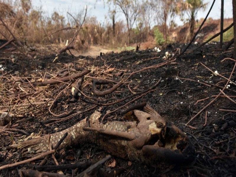 Advogado  multado em R$ 50 milhes por incndio recorde no pantanal