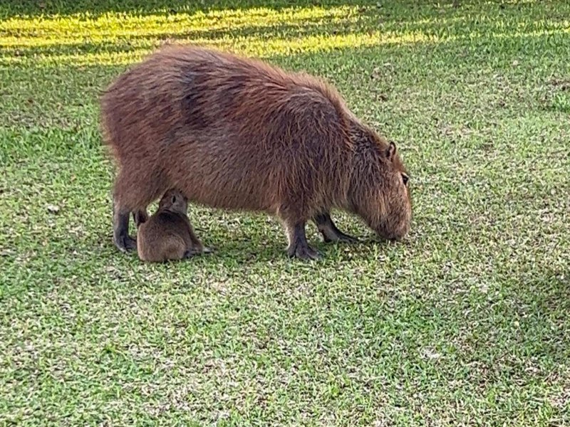 Aumento de capivaras em Torres faz prefeitura do municpio emitir alertas sobre riscos  sade 