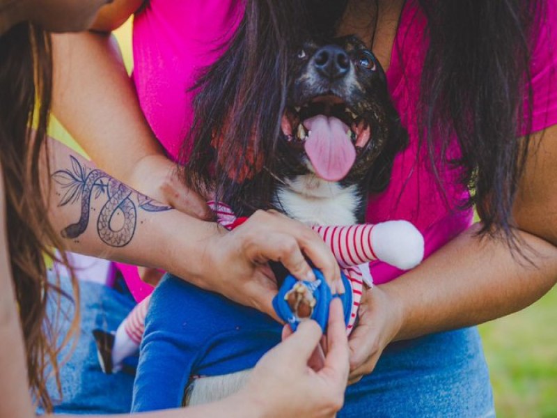  Com pets fantasiados para o Halloween, evento no Parque Germnia arrecada R$ 22 mil para a causa animal  