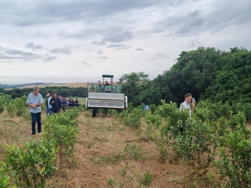 RS sedia a primeira colheita mecanizada de erva-mate do pas