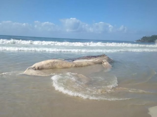 Baleia jubarte  encontrada morta na praia do Flix em Ubatuba