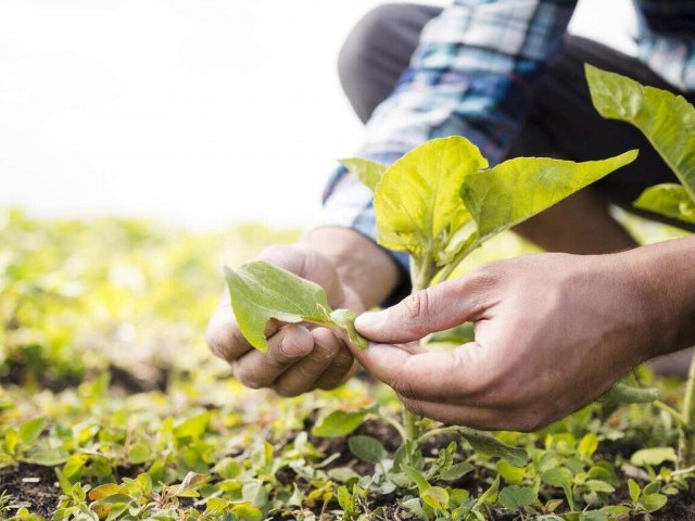 Sebrae abre inscries gratuitas para produtores rurais do Vale e Litoral Norte