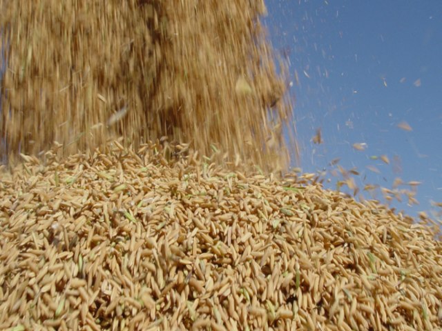 Exportao de Arroz atinge maior valor do ano em outubro