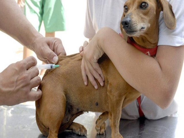 Prefeitura de Caapava realiza vacinao antirrbica na prxima tera-feira (13) em Piedade