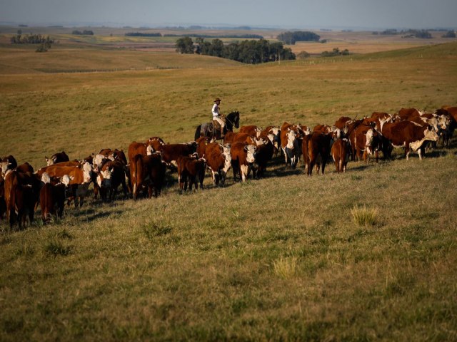 Vacinao contra febre aftosa  prorrogada at 17 de dezembro