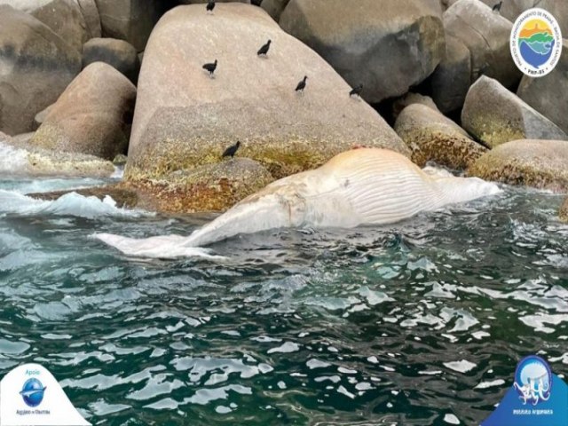 Instituto Argonauta atende ocorrncia de baleia morta boiando em Ubatuba