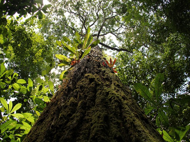 Crise climtica diminui a produo de frutos de castanha-do-par